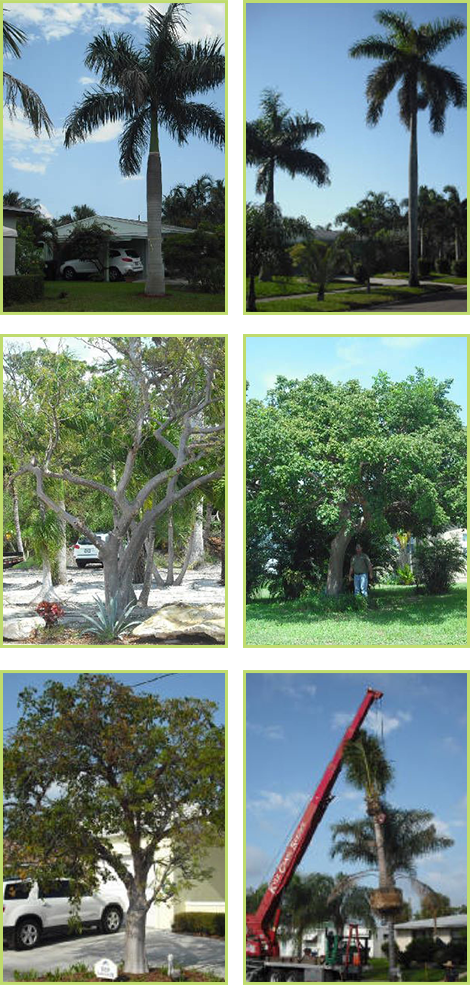 Royal Palms, Gumbo Limbo's, and a Coconut Palm Royal Palms, Gumbo Limbo's, and a Coconut Palm