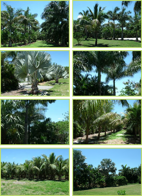 Field Grown Palms Field Grown Palms