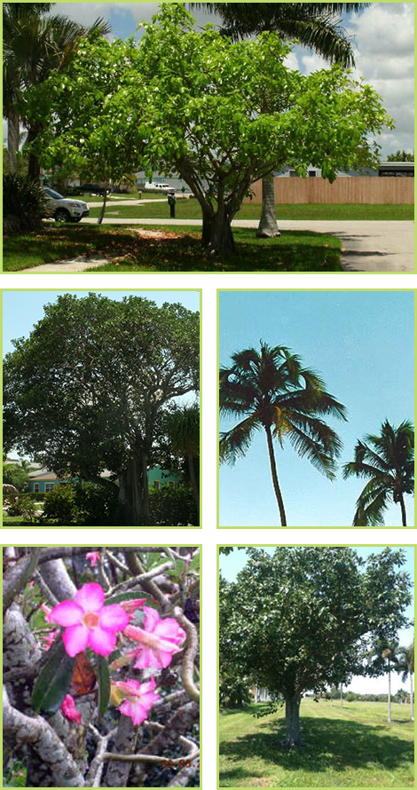 Council Tree, Florida Strangler Fig, Palms, Pink Flowers, and Strangler Fig West